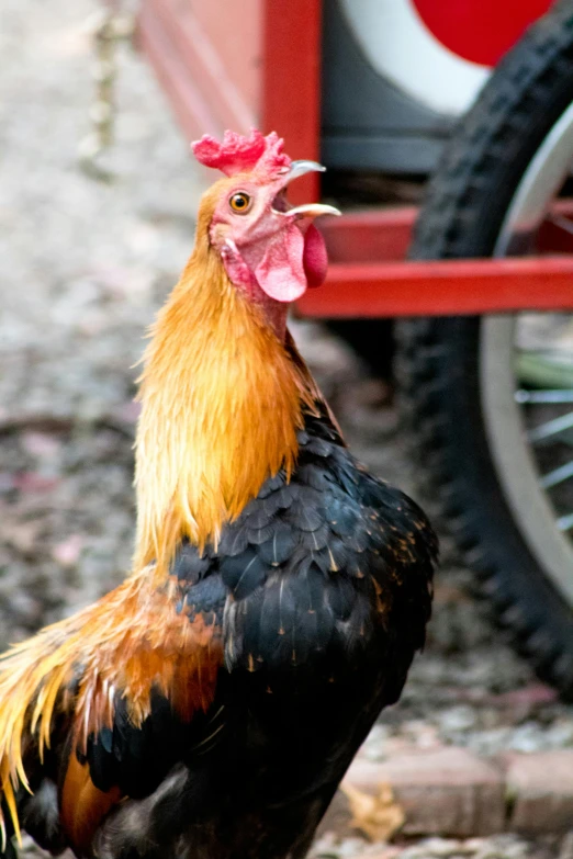 a rooster standing in front of a red wagon, a portrait, unsplash, multi - coloured, australian, black sokkel, brown
