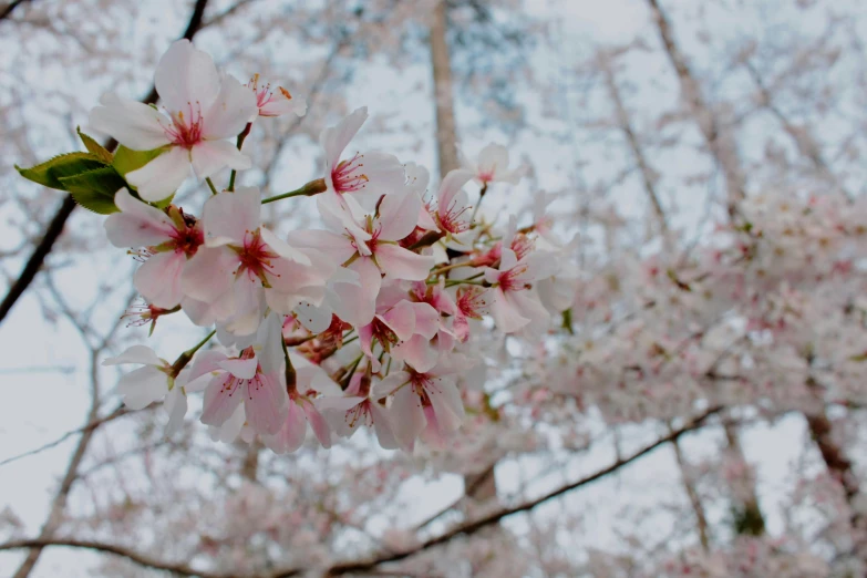 a close up of a bunch of flowers on a tree, by Carey Morris, unsplash, sōsaku hanga, giant cherry trees, seoul, extremely pale, today\'s featured photograph 4k