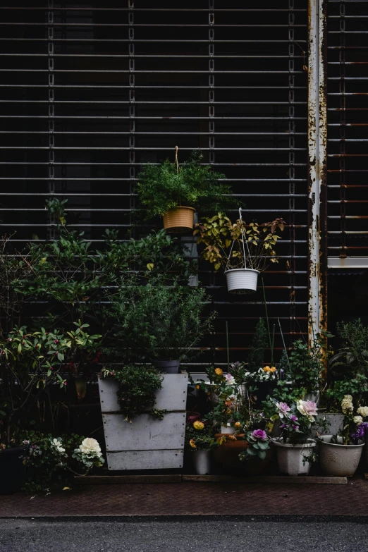 a bunch of potted plants on the side of a building, trending on unsplash, dark alleyway, flower shop scene, panoramic shot, fan favorite