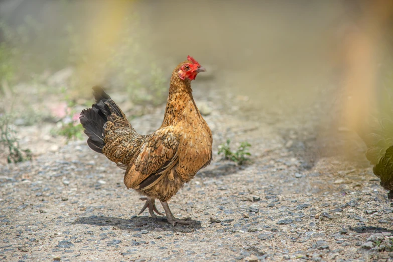 a close up of a chicken on a dirt ground, unsplash, renaissance, tail raised, mid 2 0's female, chelicerae, high-resolution