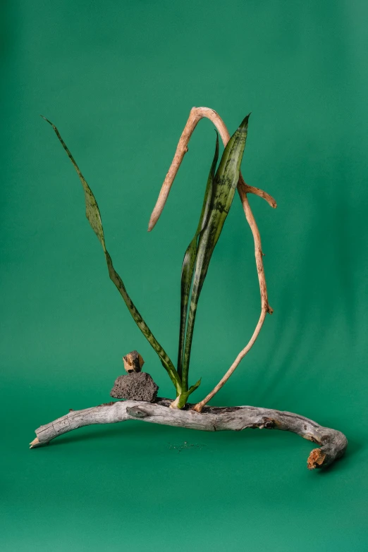 a close up of a plant on a branch, a surrealist sculpture, inspired by Carpoforo Tencalla, bullrushes, floating kelp, frontal pose, natural mini gardens