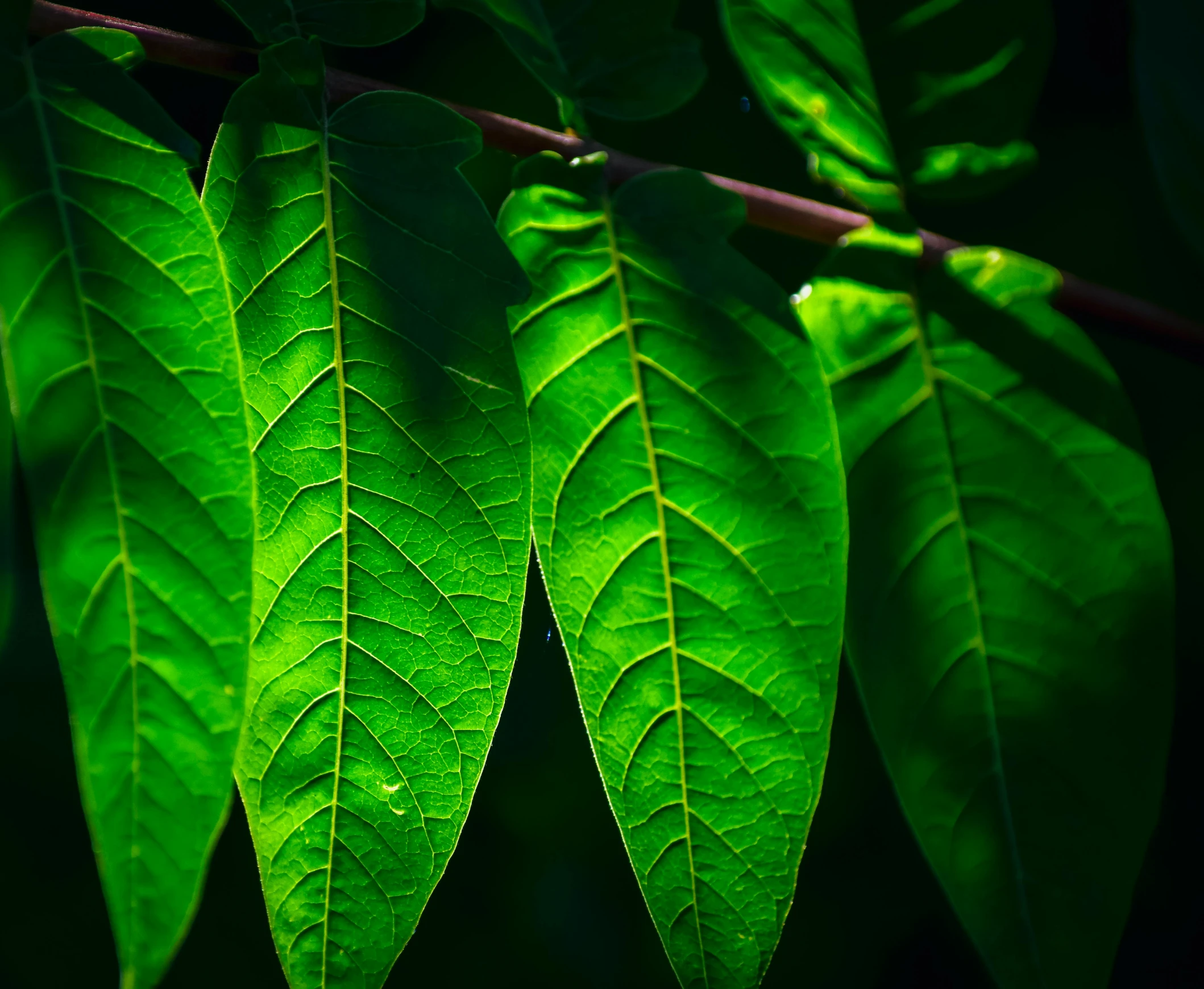 a close up of a green leaf on a branch, trending on pexels, hurufiyya, multiple lights, thumbnail, tawa trees, multiple stories