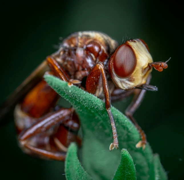 a close up of a fly on a leaf, a macro photograph, pexels contest winner, photorealism, brown, giant golden nuclear hornet, high quality photo, portrait of a small