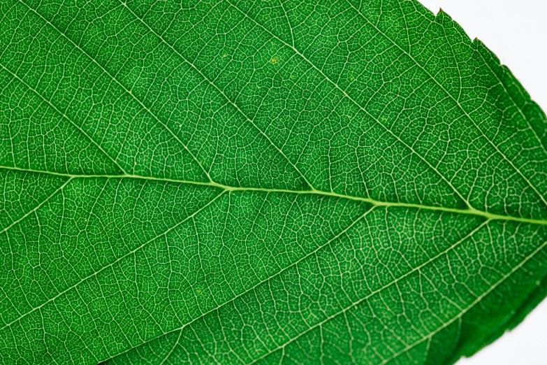 a close up of a green leaf on a white surface, by Jan Rustem, pixabay, hurufiyya, mega detailed, highyl detailed, close - up on detailed, bottom body close up