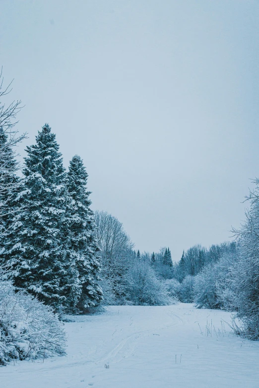 a couple of trees that are in the snow, an album cover, pexels contest winner, yeg, minn, blue and grey, evergreen