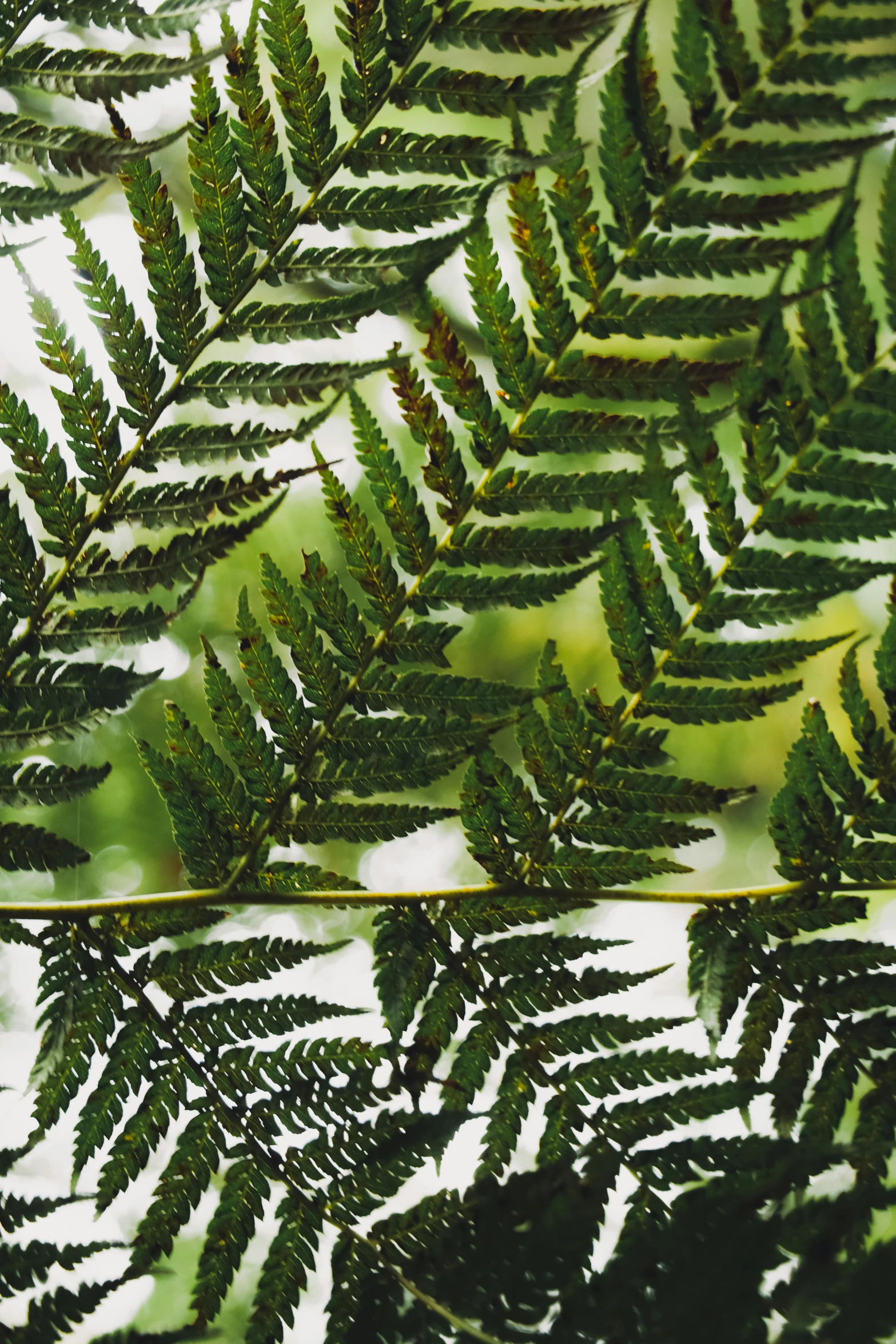 a close up view of a fern leaf, by Elizabeth Charleston, hurufiyya, acacia trees, transparencies, hemlocks, new zealand