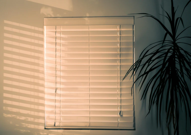 a plant sitting next to a window in a room, an ambient occlusion render, unsplash, renaissance, soft light through blinds, sunset glow, albino, todd hido