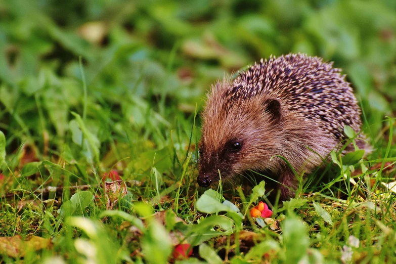 a small hedge sitting on top of a lush green field, by Julia Pishtar, pexels, hedgehog, having a snack, 🦩🪐🐞👩🏻🦳, walking