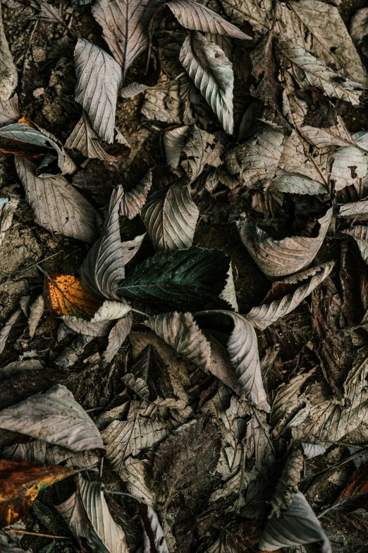 a bunch of leaves laying on the ground, an album cover, inspired by Elsa Bleda, unsplash contest winner, debris chips ruins, 8k detail post-processing, silver and muted colors, ignant
