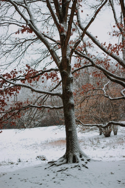 a red fire hydrant sitting in the middle of a snow covered park, a photo, unsplash contest winner, giant white tree, panorama, brown, somber colors