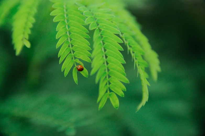 a ladybug sitting on top of a green leaf, by Jan Rustem, pexels contest winner, hurufiyya, tree ferns, minimalist photorealist, hemlocks, ilustration