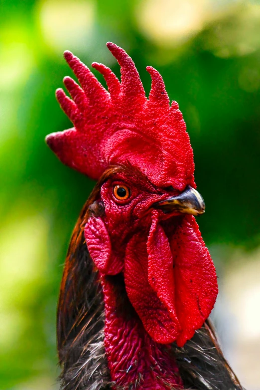 a close up of a rooster with a red comb, by Matt Stewart, shutterstock contest winner, with symmetrical facial features, red horns, vietnam, profile image