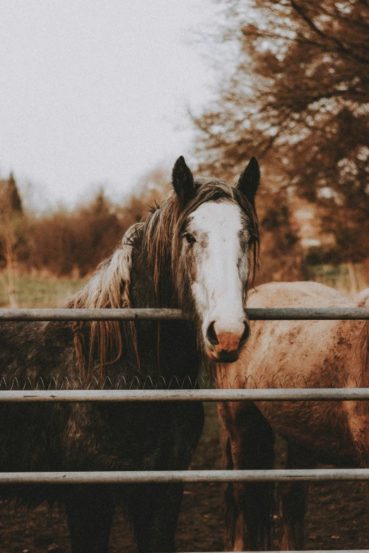 a couple of horses standing next to each other, pexels contest winner, fence, vintage color, unsplash 4k, multiple stories