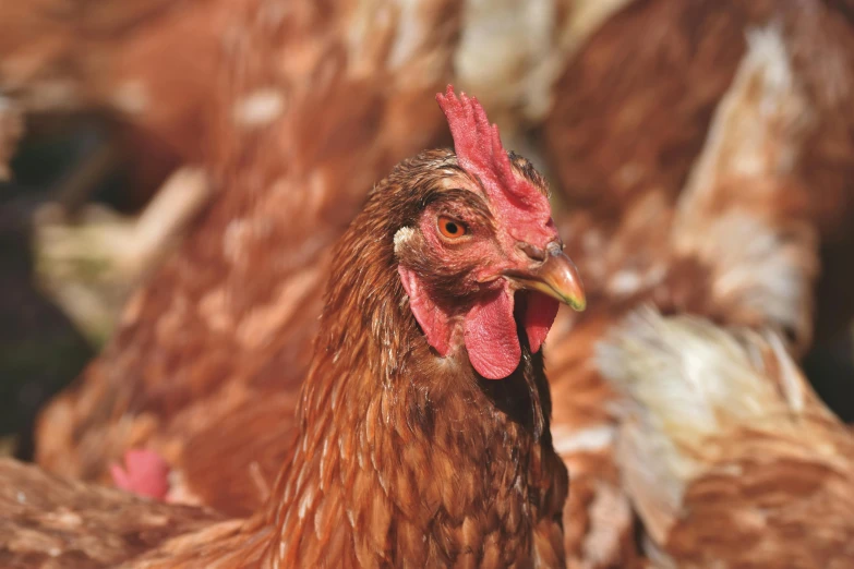 a group of chickens standing next to each other, a portrait, profile image, brown, portrait image, uncrop