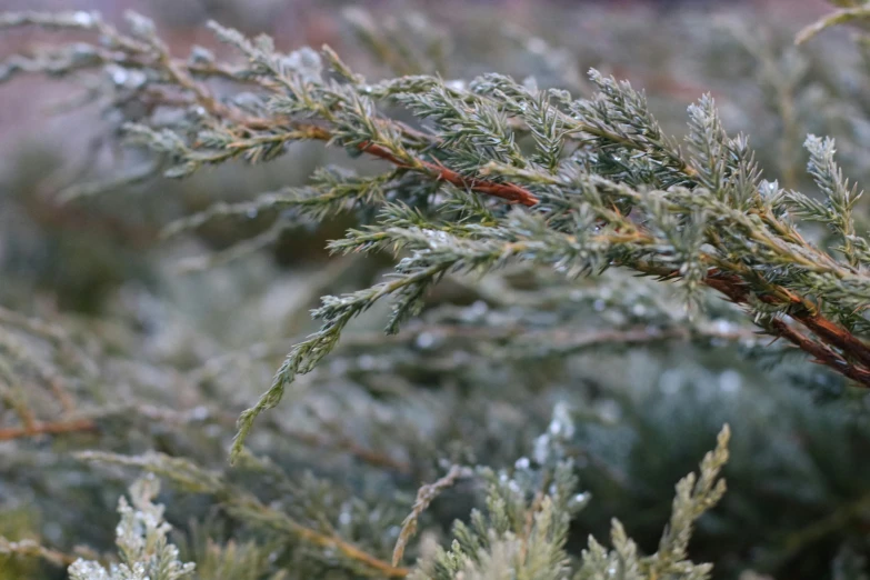 a close up of a tree with frost on it, a portrait, unsplash, hurufiyya, cedar, just after rain, various posed, no cropping