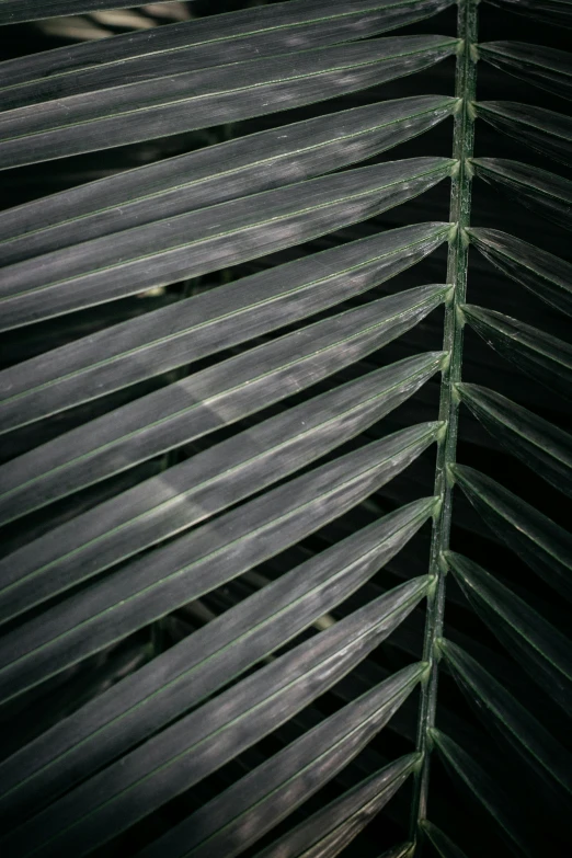 a close up of a leaf of a palm tree, during the night, multiple stories, grey, unsplash 4k