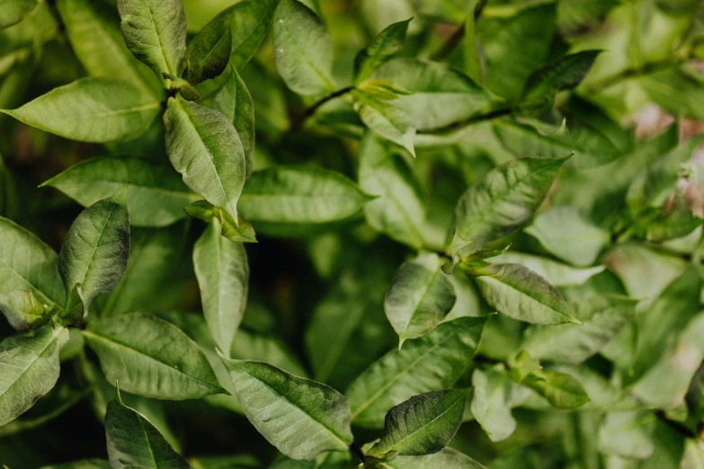 a close up of a plant with green leaves, trending on pexels, fresh basil, full frame image, alessio albi, jasmine