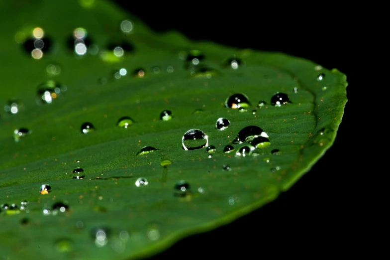 a close up of a leaf with water droplets on it, by Jan Rustem, pixabay, hurufiyya, dark green water, thumbnail, shot on sony a 7 iii, ultradetailed photorealistic