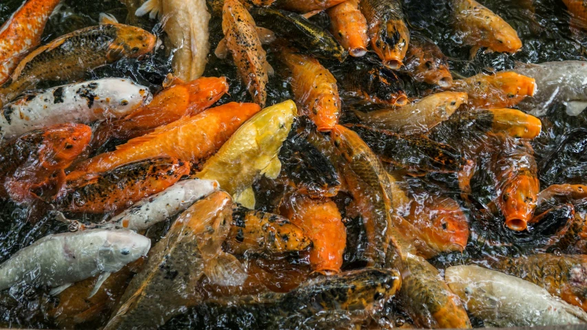 a bunch of koi fish swimming in a pond, by Matt Cavotta, cooked, burnt, thumbnail, fan favorite