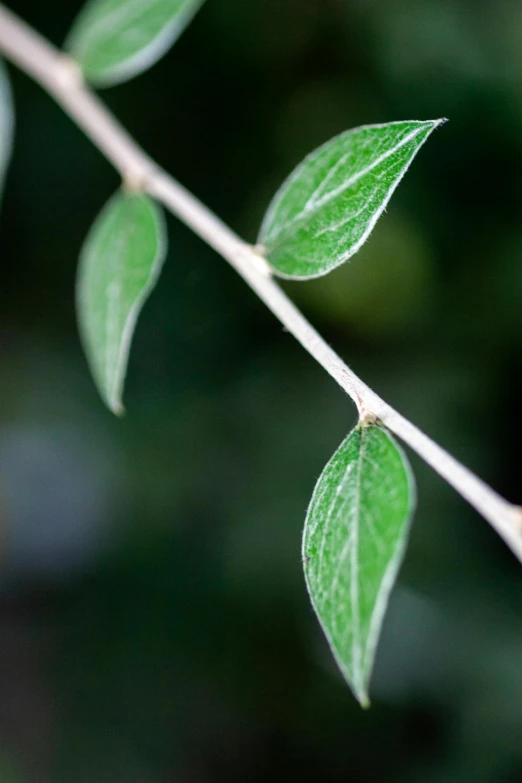 a close up of a branch with green leaves, by Julian Allen, arabesque, willow plant, edge to edge, next to a plant, mint