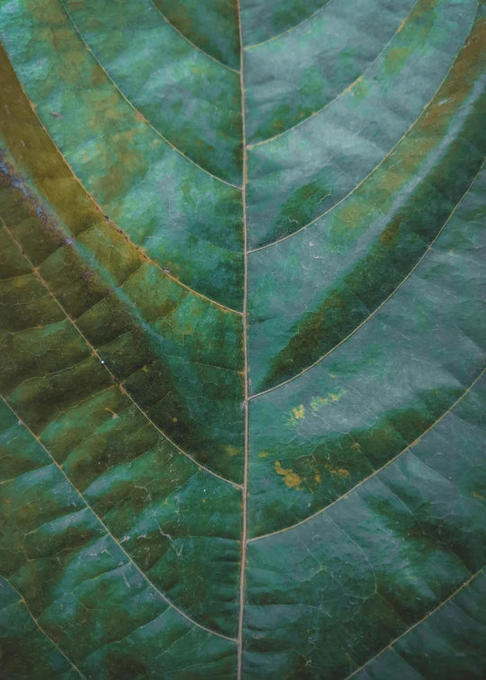 a close up of a large green leaf, an album cover, inspired by Jan Rustem, diverse textures, panels, high - resolution scan, taken in the late 2010s