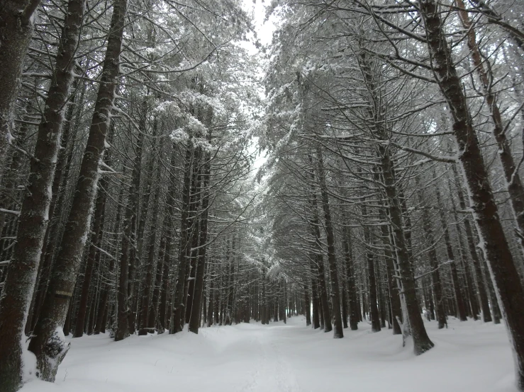 a snow covered forest filled with lots of trees, by Ryan Pancoast, pexels contest winner, ((trees)), hiking trail, grey, tiffany dover