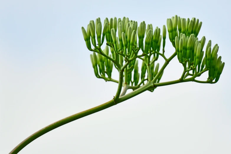 a close up of a plant with a blue sky in the background, a macro photograph, by Carey Morris, hurufiyya, flower buds, moringa oleifera leaves, minimalist photorealist, very long