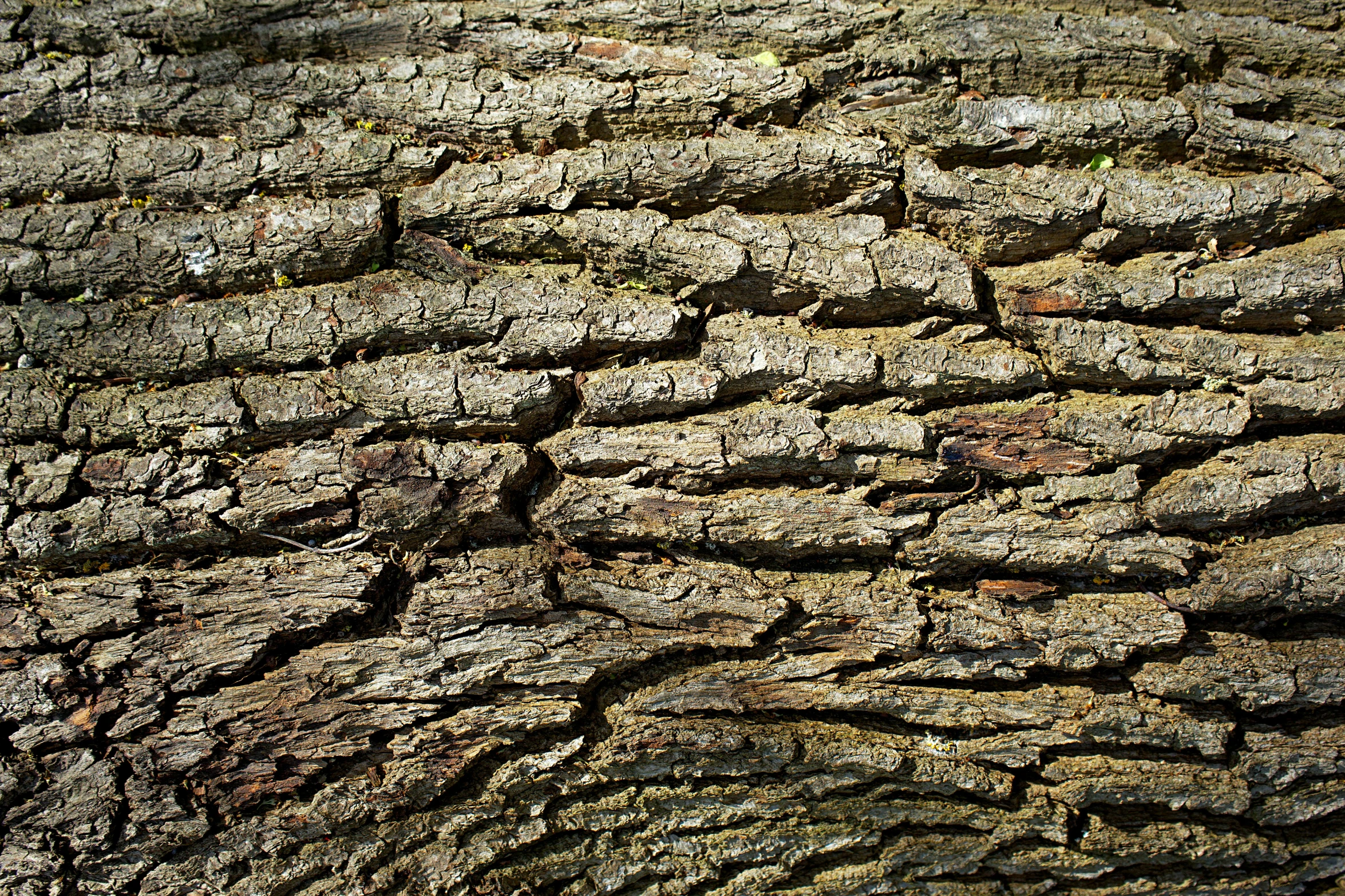 a close up of the bark of a tree, by Thomas Tudor, pixabay, renaissance, 1 6 x 1 6, ilustration, hd wallpaper, oak