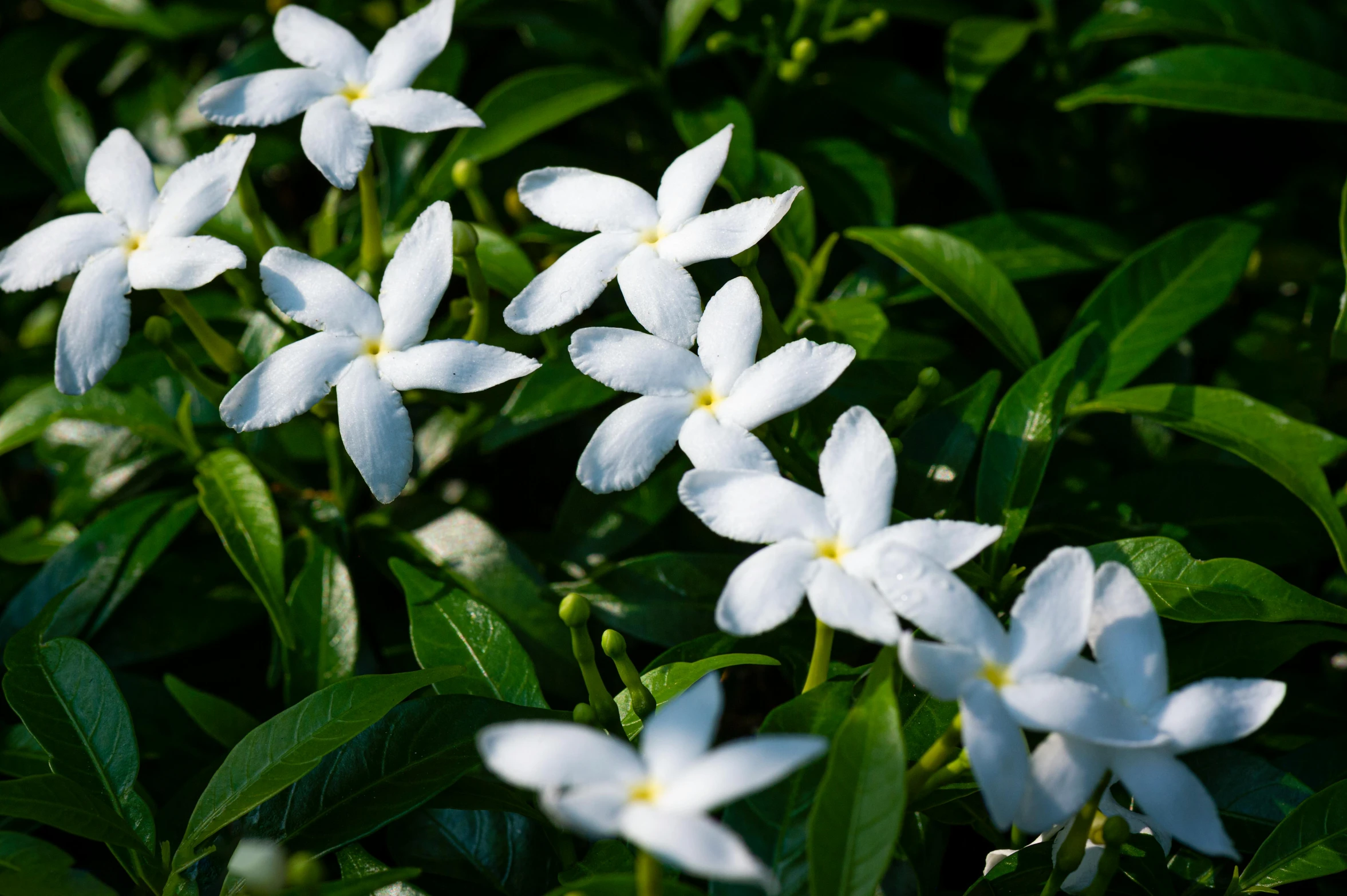 a group of white flowers sitting on top of a lush green field, hurufiyya, tropical houseplants, princes jasmin, award - winning, brightly-lit