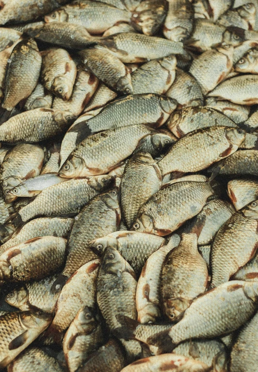 a pile of dead fish sitting on top of a table, an album cover, by Carey Morris, trending on unsplash, renaissance, fish scales, plump, golden fish in water exoskeleton, caucasian