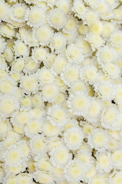 a close up of a bunch of white flowers, bed of flowers on floor, zoomed out, pearlized, chrysanthemums