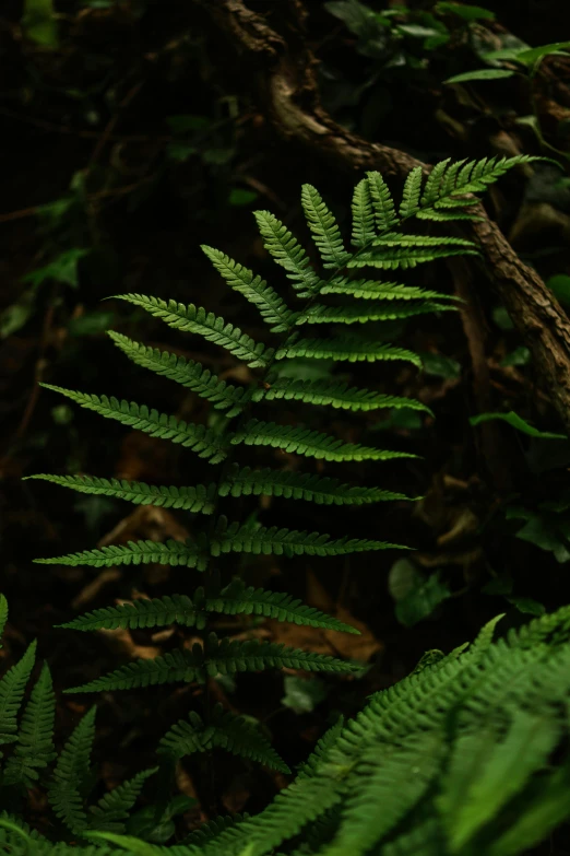 a close up of a fern plant in a forest, unsplash, hurufiyya, medium format, dark, andes mountain forest, f / 2 0