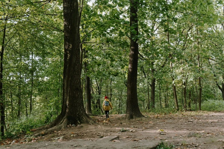 a person riding a bike through a forest, tall broad oaks, taejune kim, hill with trees, ((forest))