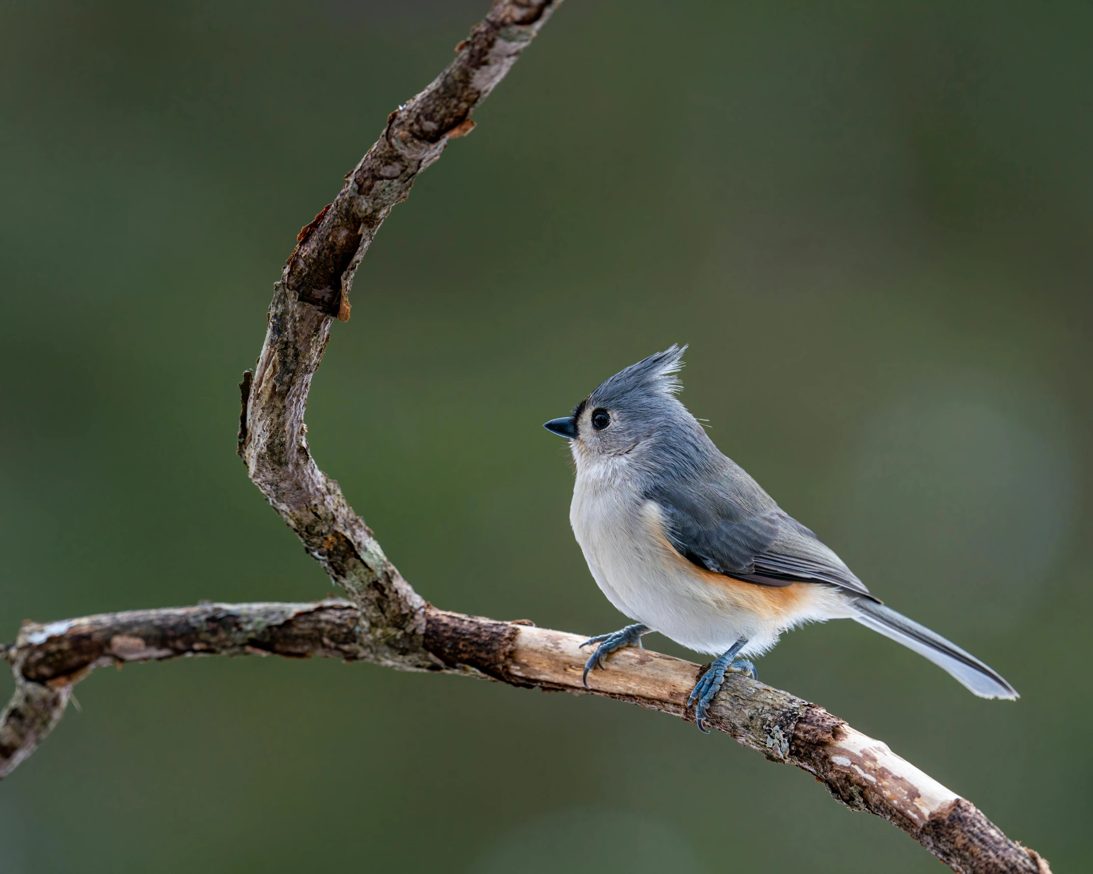 a small bird sitting on top of a tree branch, posing for a picture