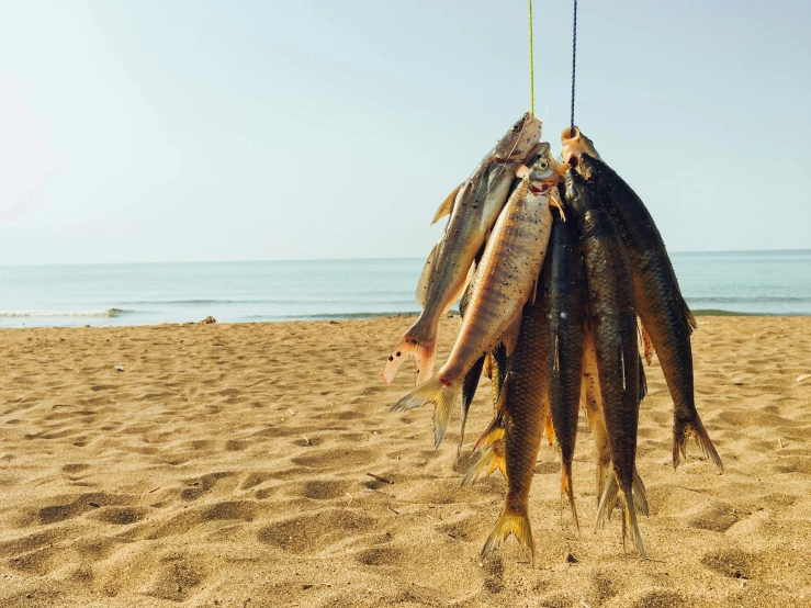 a bunch of fish hanging from a hook on the beach, a photo, by Julia Pishtar, renaissance, umami, agrigento, crispy quality, posing