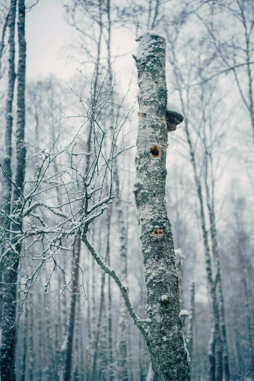 a forest filled with lots of trees covered in snow, an album cover, inspired by Elsa Bleda, conceptual art, bark for skin, cinestill hasselblad 2 0 0 mm, perched in a tree, gray sky