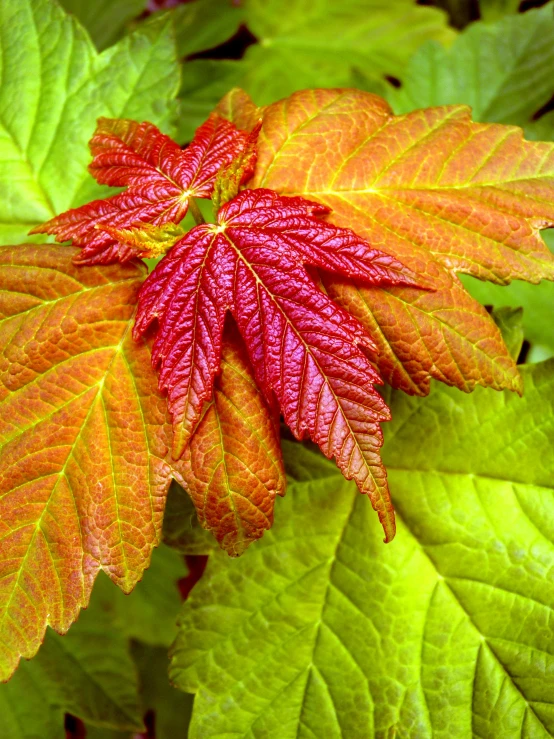 a close up of a leaf on a plant, by Jan Rustem, japanese maples, raspberry, youthful colours, 3 colour