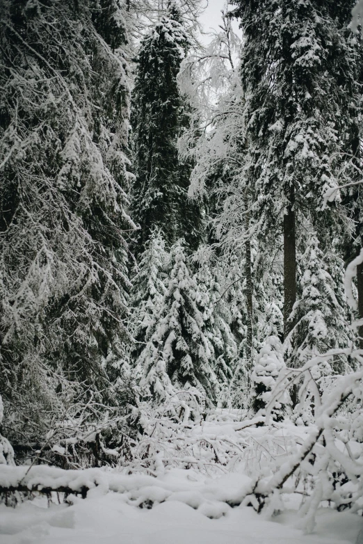 a forest filled with lots of snow covered trees, ((trees)), whistler, intricate environment - n 9, secluded