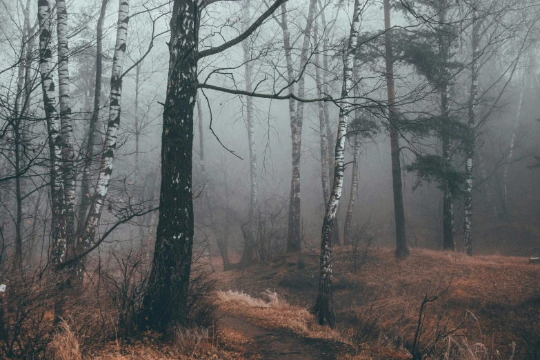 a path through a forest on a foggy day, inspired by Elsa Bleda, unsplash contest winner, romanticism, ((trees)), horror aesthetic, brown mist, dystopian gray forest background