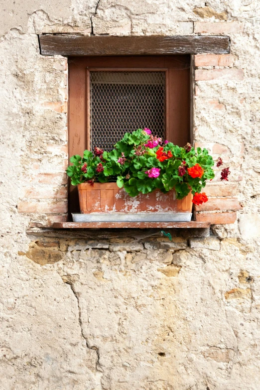 a potted plant sitting on a window sill, inspired by Jacopo Bassano, shutterstock contest winner, red and magenta flowers, stucco walls, rustic setting, multicolored