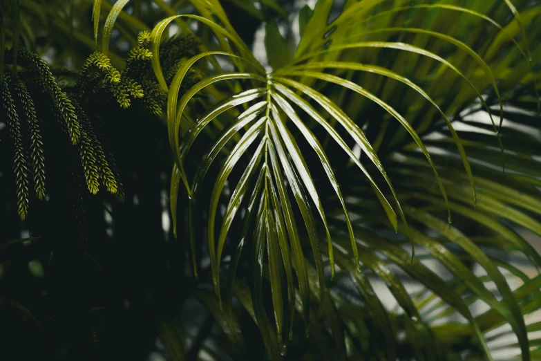 a close up of a palm tree with green leaves, trending on unsplash, on a dark background, multiple stories, sustainable materials, yellow and green