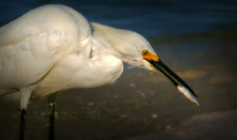 a white bird standing on top of a sandy beach, fishing, up-close, eating, wildlife photograph