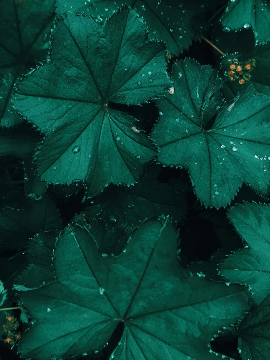 a close up of a plant with green leaves, inspired by Elsa Bleda, trending on unsplash, dark green water, canadian maple leaves, background image, multiple stories