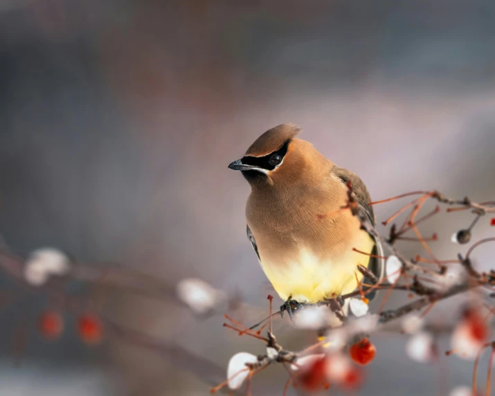 a bird sitting on top of a tree branch, trending on pexels, ethereal bohemian waxwing bird, paul barson, seeds, winter setting