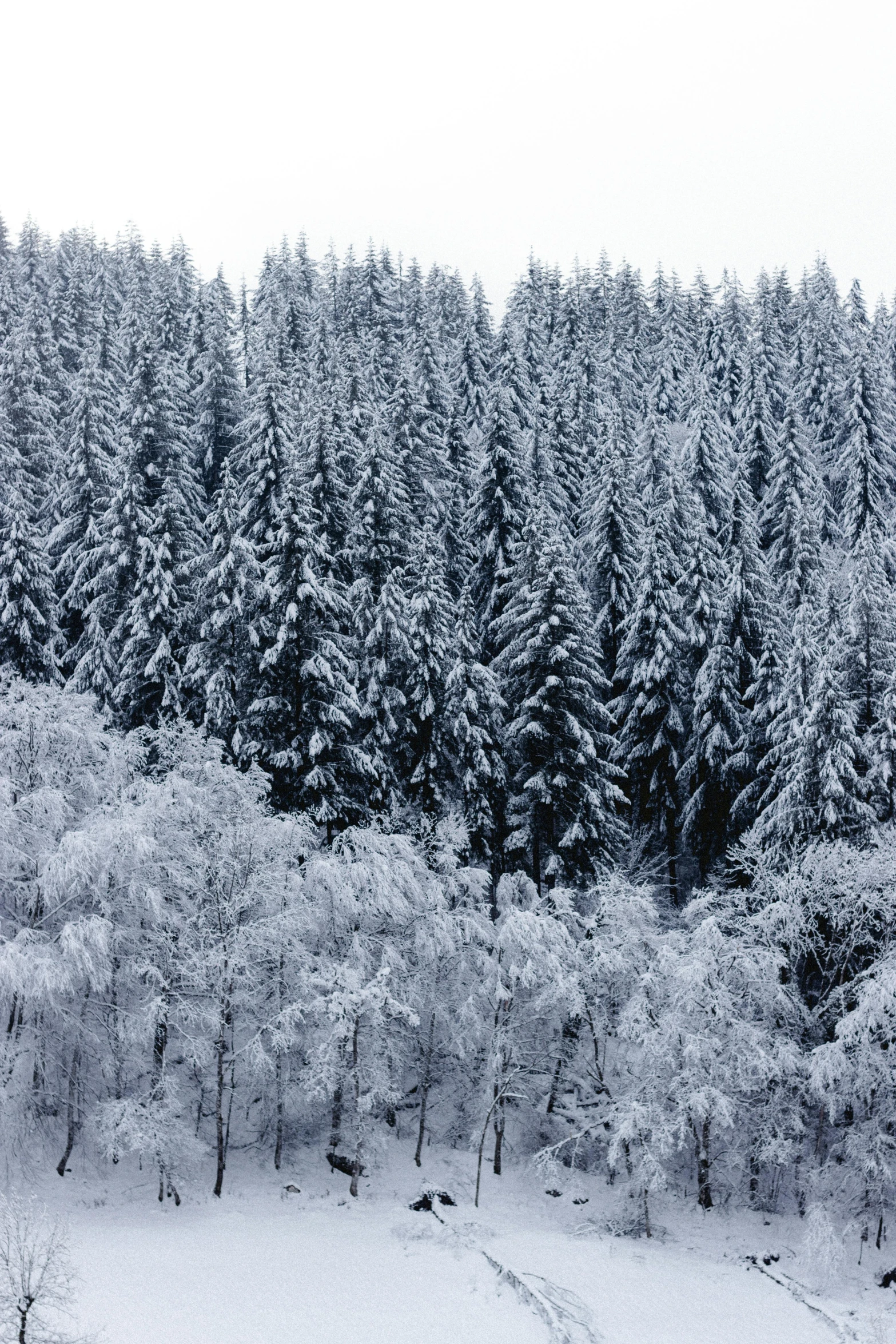 a snow covered forest filled with lots of trees, by Werner Gutzeit, hurufiyya, nestled in a forest, in majestic, far
