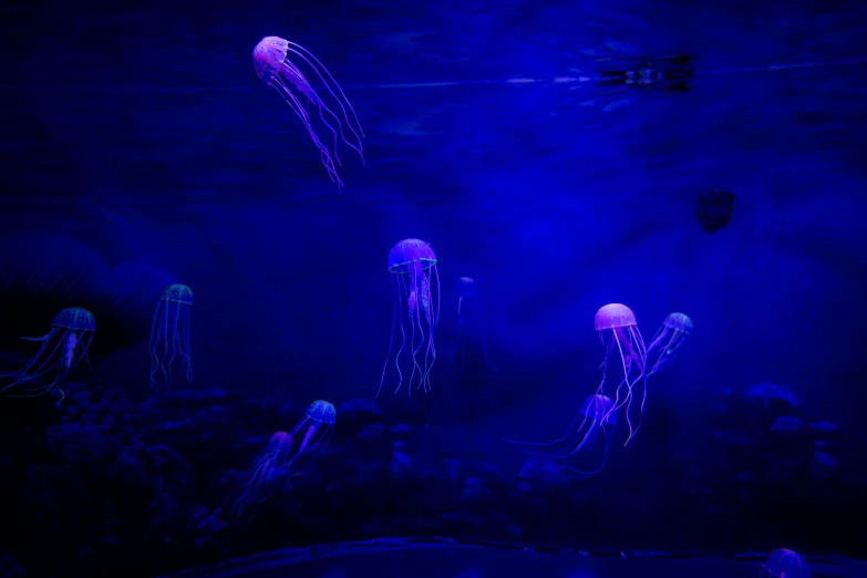 a group of jellyfish floating on top of a body of water, a digital rendering, unsplash, hurufiyya, dark blue neon light, lamp ( ( ( fish tank ) ) ) ), pink, instagram photo