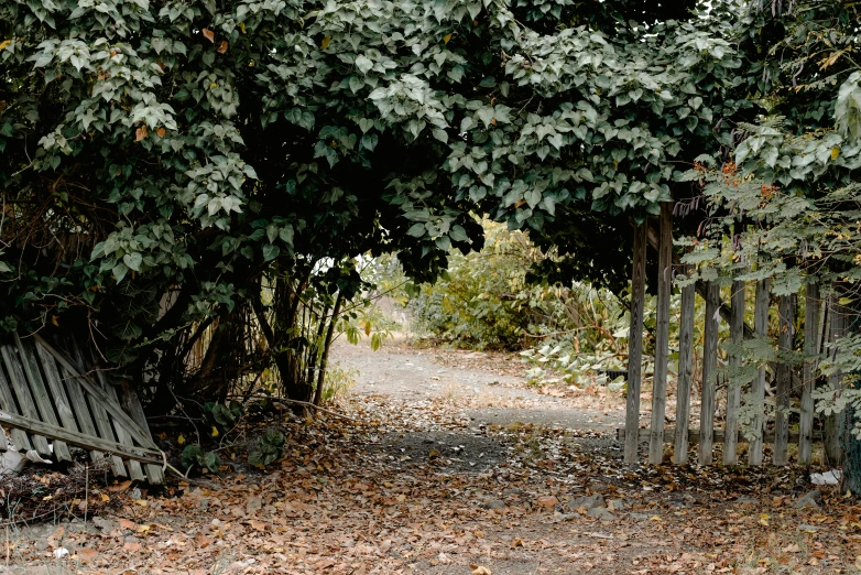 a white fire hydrant sitting next to a wooden fence, an album cover, inspired by Elsa Bleda, visual art, a beautiful pathway in a forest, overgrown with lush vines, 2000s photo, looking through a portal