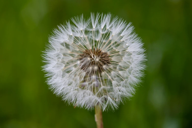 a close up of a dandelion with a blurry background, by David Simpson, pexels, hurufiyya, ultra high detail, detailed photo 8 k, fluffy'', extra high resolution