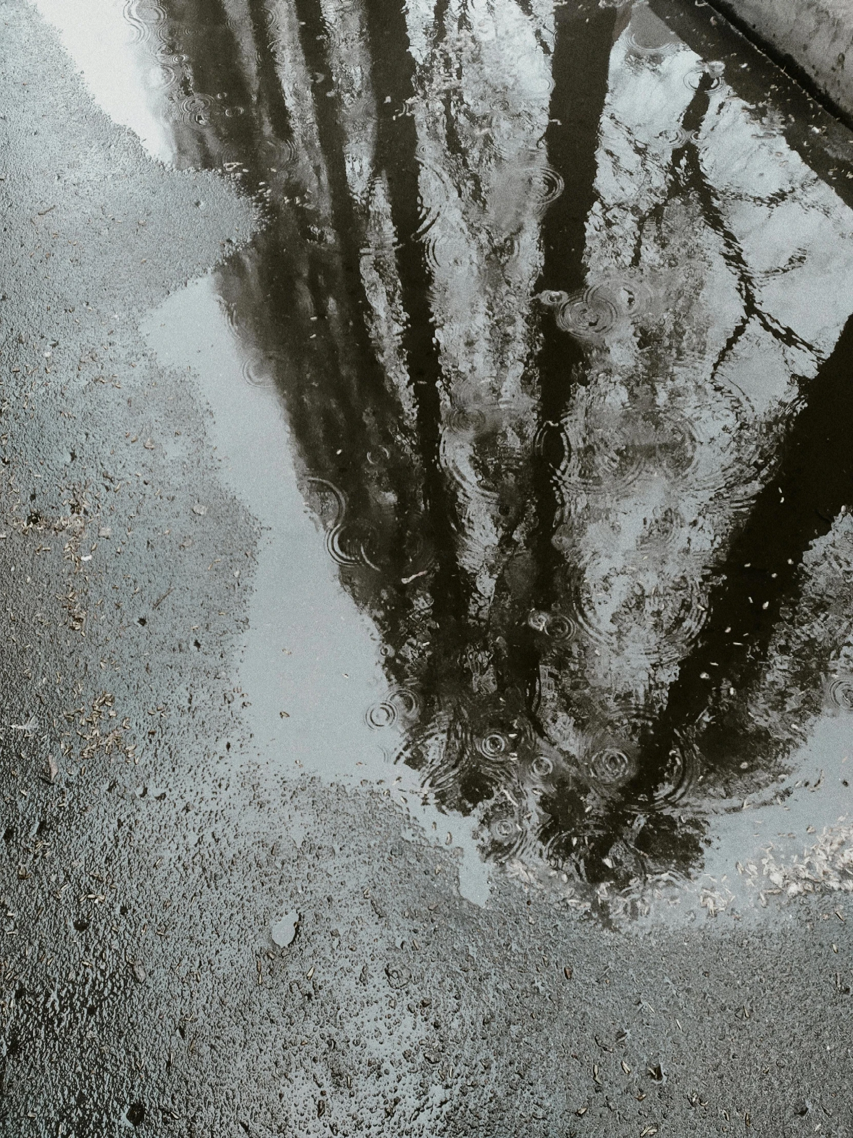 a reflection of a tree in a puddle of water, an album cover, unsplash contest winner, tonalism, instagram story, grey, grainy footage, background image