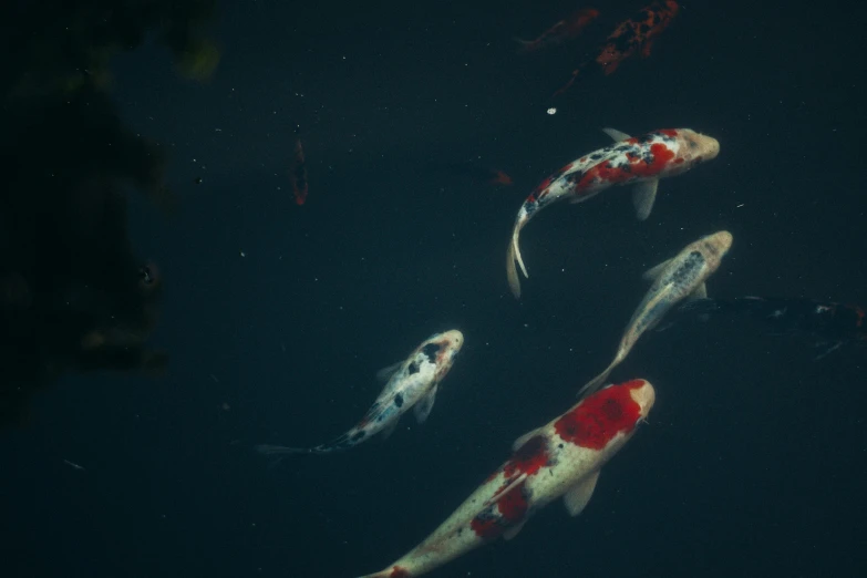 a group of koi fish swimming in a pond, an album cover, by Adam Marczyński, unsplash, shot from cinematic, demur, shot on 1 5 0 mm, alessio albi